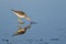 Sandpiper Catching a Fish