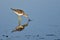 Sandpiper Catching a Fish