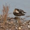 Sandpiper clean oneself