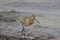 Sandpiper closeup in the early morning light