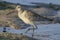 Sandpiper closeup at sunset