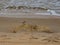 Sandpiper on a Coquina Rock on the Seashore