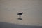 The sandpiper dances along the shoreline looking for a food item on an Amelia Island Beach