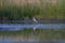 Sandpiper at dusk in shallow water looking for food