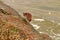 Sandpiper eating barnicles off the rocks