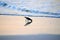 The sandpiper finds food just under the sand along the Amelia Island shoreline