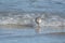 A sandpiper finds a tasty morsel of seafood just under the surface of a wave