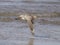 Sandpiper in flight closeup