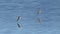 Sandpiper in flight over the lake