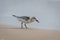 Sandpiper Foraging For Food in The Beach Sand At Ocean`s Edge