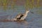 Sandpiper in Fort De Soto State Park, Florida.