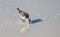 Sandpiper hunting food with reflection