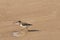 sandpiper isolated on the beach of the Baltic Sea near Zingst