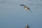 Sandpiper Landing While Carrying a Fish