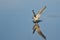 Sandpiper Landing While Carrying a Fish