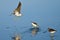 Sandpiper Landing Among Friends