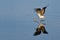 Sandpiper Landing on Water