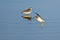 Sandpiper Landing on Water