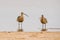 Sandpiper, Long-Billed Curlew, on the beach. Long-billed Curlew, North America`s largest shorebird