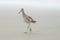 Sandpiper on long trek leaving footsteps behind