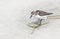 A sandpiper looking for food on the beach in summer