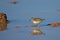 Sandpiper Reflection