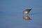 Sandpiper Reflection Feeding