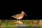 Sandpiper with reflection isolated on a black background