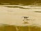 Sandpiper with reflection on wet sand