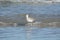 Sandpiper runs just in front of a wave on an Atlantic ocean beach