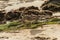 Sandpiper Sanderling on the California beach.