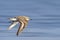 Sandpiper Sanderling quickly flies over the water