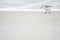 Sandpiper sanderling walking on a beach