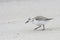 Sandpiper sanderling walking on a beach