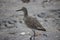 Sandpiper on sandy beach