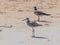 Sandpiper and Seagull Searching Beach for Food
