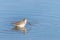 Sandpiper searching for food on a shallow lake