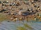 Sandpiper among shells