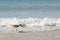 Sandpiper Shore Bird Walking in Ocean on Beach