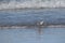 sandpiper shorebird beach water sanderling waders wildlife