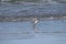 sandpiper shorebird beach water sanderling waders wildlife