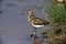 Sandpiper standing in Water, Masai Mara Park in Kenya