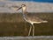 Sandpiper Strutting on the shore