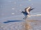 A sandpiper taking off from the surf.