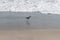 Sandpiper at the Thornhill Broome beach, Ventura County, California