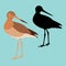 Sandpiper vector illustration flat style profile side silhouette