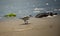 A sandpiper walking on the beach at waters edge.