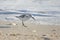 Sandpiper walking on Florida beach and scavenging for food