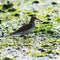 Sandpiper walking on shore at low tide