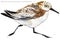 Sandpiper water bird watercolor illustration